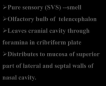 Olfactory nerve CN I Pure