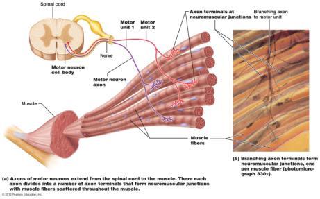 Motor Unit single motor neuron plus all muscle fibers controlled by that motor neuron Figure From: Marieb & Hoehn, Human Anatomy & Physiology, 9 th ed.
