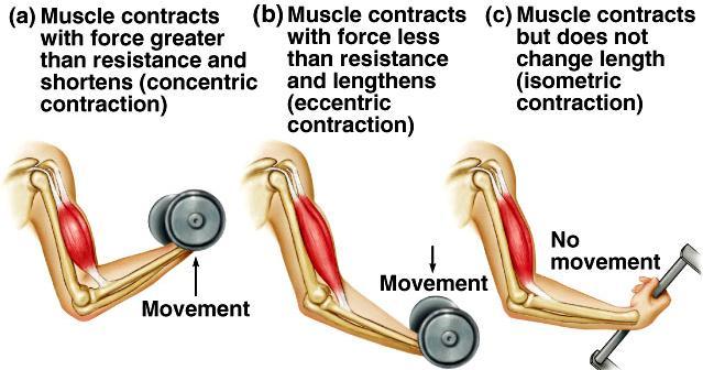 Types of Contractions isotonic muscle contracts and changes length concentric shortening contraction eccentric lengthening contraction isometric muscle contracts but does not change length Figure