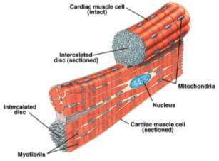 Cardiac Muscle only in the heart muscle fibers joined together by intercalated discs fibers branch network of fibers contracts as a unit (gap junctions) self-exciting and rhythmic longer refractory