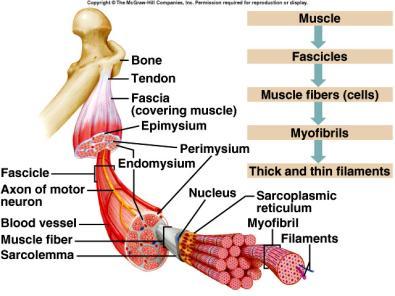 Functions of Muscle Provide stability and postural tone (skeletal) Fixed in place without movement Maintain posture in space Purposeful movement (skeletal) Perform tasks consciously, purposefully