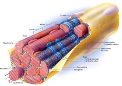 Skeletal Muscle Fiber (Cellular level) Fully differentiated, specialized cell its structures are given special names sarcolemma (plasma membrane) sarcoplasm (cytoplasm) sarcoplasmic