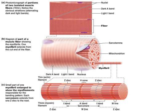 ) Figure from: Saladin, Anatomy & Physiology, McGraw Hill, 2007 Sarcoplasmic reticulum is like the ER of other cells; but it contains [Ca 2+ ] Transverse or T-tubules contain extracellular