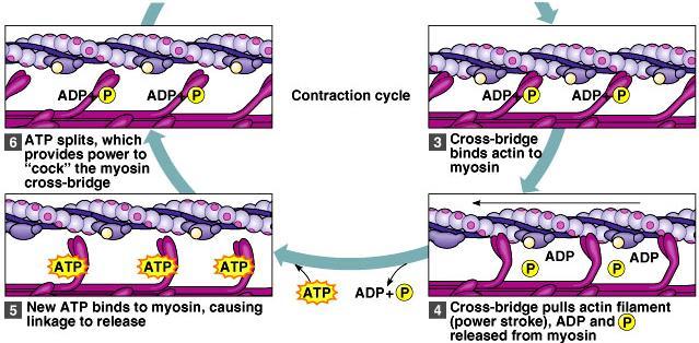 Mechanism of Sarcomere Contraction 4. Reset Figure from: Hole s Human A&P, 12 th edition, 2010 1. Bind 3. Detach 2.