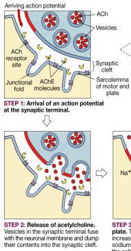 reticulum (via T tubules) and Ca 2+ is released acetylcholine is destroyed by the enzyme acetylcholinesterase (AChE) Figure