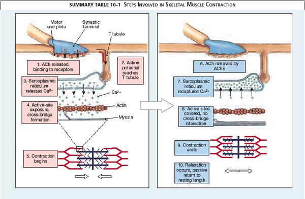 Summary of Skeletal Muscle Contraction Figure from: Martini, Anatomy & Physiology, Prentice Hall, 2001 5.