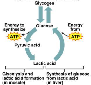 Oxygen Debt (Excess Post Exercise O 2 Consumption EPOC) EPOC - amount of extra oxygen needed by liver to convert lactic acid to glucose, resynthesize creatine-p, make new glycogen, and replace O 2