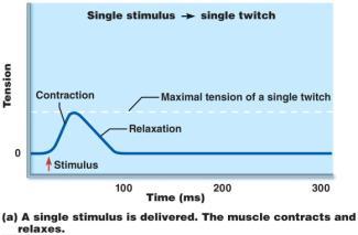 Muscular Responses Threshold Stimulus minimal strength required to cause contraction in an isolated muscle fiber Record of a