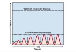 stimuli Complete (fused) tetanus NO relaxation between stimuli 27 Treppe, Wave Summation, and Tetanus Treppe (10-20/sec) Wave
