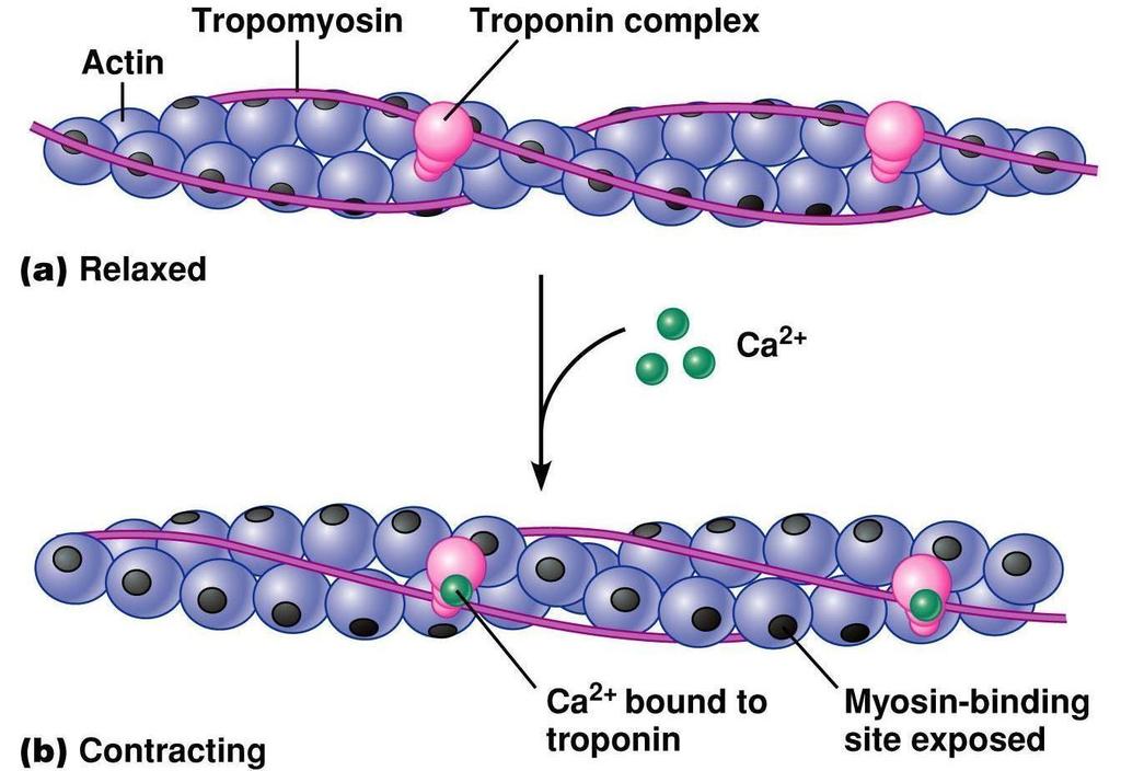 Sliding Filament Theory - Step 2 In the presence of high concentrations of Ca+, the Ca+ binds to Troponin, changing its shape