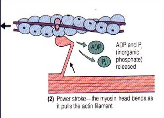 Sliding Filament Theory - Step 3 The breakdown of ATP releases energy which enables the Myosin to pull the Actin