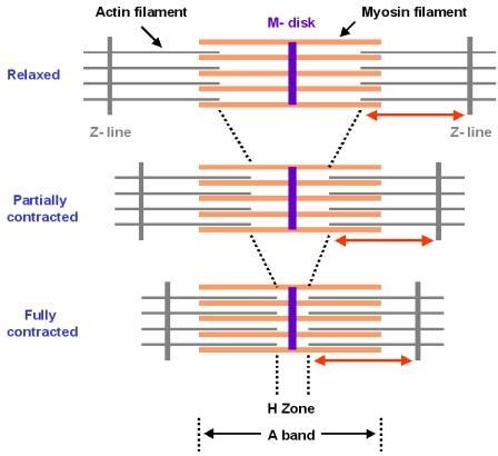 Sarcomere through contraction M- disk (line) does not move.