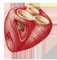 Cardiac Muscle: The structure & function are very similar to skeletal muscle with a few