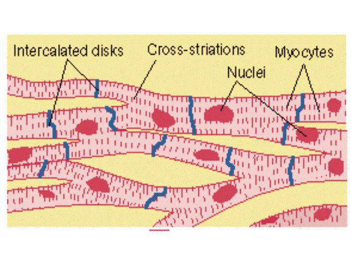 Two types of cardiac cells: The contractile cells are the main contracting cells that must