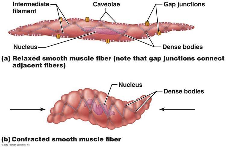 Smooth Muscle Not striated, so contracts differently than skeletal and cardiac. no sarcomeres, but do have actin and myosin in the dense bodies attached to the sacolemma.