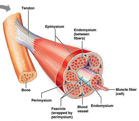 Skeletal Muscle - Microscopic Anatomy A whole skeletal muscle (such as the biceps brachii) is considered an organ of the