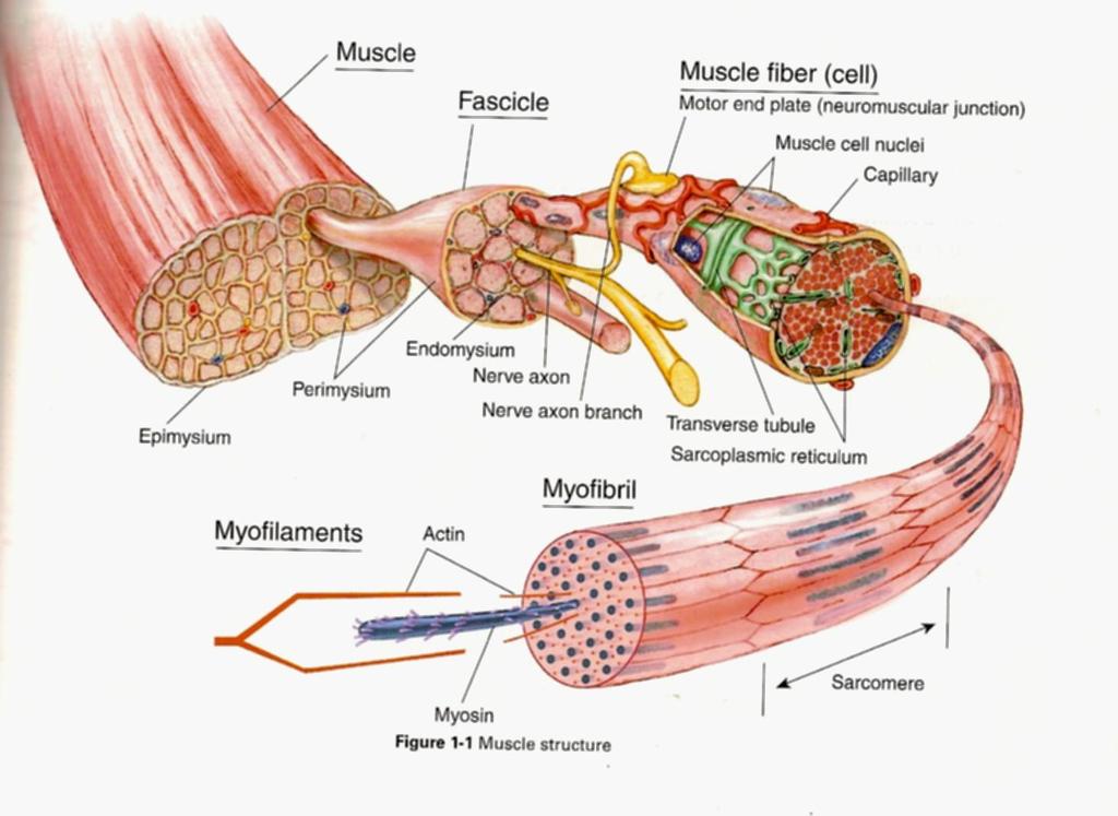 You will need to know the breakdown of the structure of a skeletal muscle from the organ down