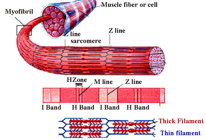 Functional Unit of Muscle = Sarcomere Actin THIN myofilament Myosin THICK myofilament It is the