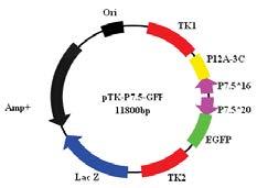 .CPV TK gene ligated into puc119 vetor, and obtained the vetor puc119-tk TK gene TK gene. Next the expression cassette EGFP-N1- P7.