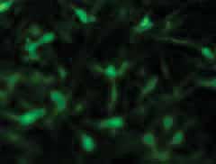 At the 16-48hs after transfection, plasmid-transfected BHK-21 cells infected with parent virus presented green fluorescence, while the cells without virus infected and