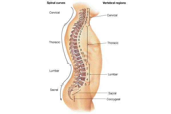 Curvatures of the spine Posterior tilt