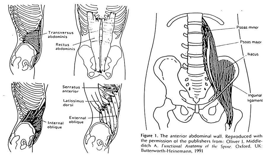 Anatomy of anterior trunk (or