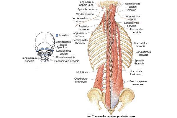 Anatomy of the