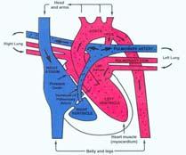 Physiology- cont. HYPOPLASTIC LEFT HEART SYNDROME Timing &Indications for Fetal echo Timing- Optimum time 18 to 22 wks.
