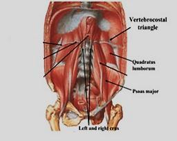 MAY 3, 2012 [POSTERIOR ABDOMINAL WALL] LECTURE 26 ANATOMY Quick Revision: بسم االه الرحمن الرحيم Last time we started with the anterior abdominal wall and said that: 1.