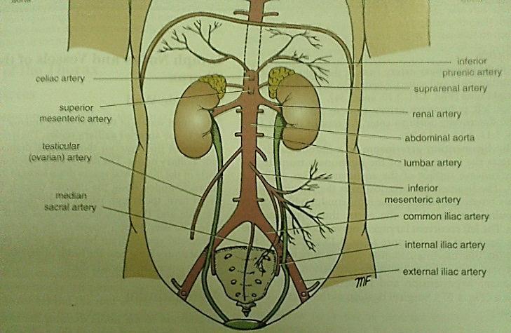~Paired branches go to paired organs: 1. First pair supplies the diaphragm and is called the phrenic arteries. 2. Second pair is the renal arteries, opposite to the border of L2. 3.