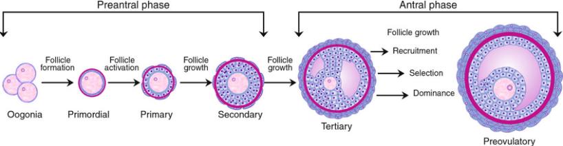 Growth span from primordial to pre-ovulatory follicle: 6 months Risk of mutagenesis maximal during this maturation phase Recommendation: delay conception for 6 months after completion of treatment