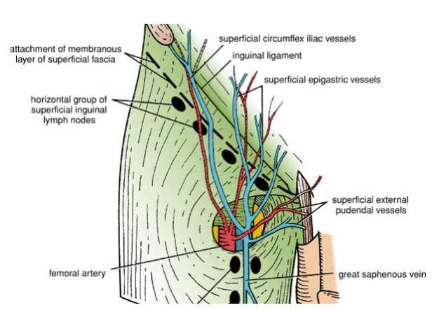 Roof : Formed by 1- skin 2- superficial fascia which contains: A-superficial inguinal lymph nodes B-femoral branch of the genitofemoral nerve C- branches of