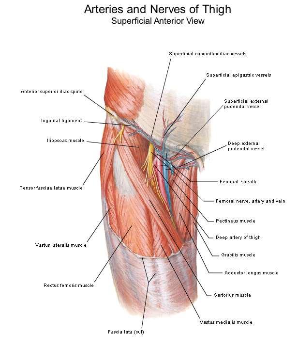 C o n t e n t s o f t h e f e m o r a l t r i a n g l e 1-Terminal part of the femoral nerve and its branches. 2- The femoral sheath!