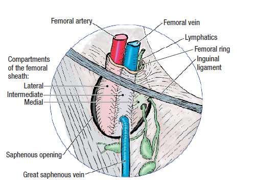 1-Lateral compartment (arterial) occupied by the femoral artery and femoral branch of the genitofemoral nerve 2-Intermediate compartment
