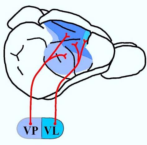 VP = ventral posterior nucleus of thalamus (major inputs from