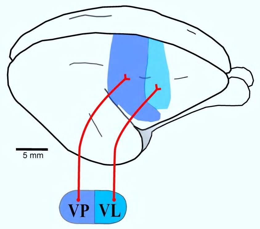 nucleus of thalamus (major inputs from cerebellum) Virginia