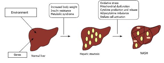 NASH Pathogenesis 2 hit hypothesis 1 st step: fat accumulation in the liver 2 nd step: oxidative stress, lipotoxicity, adipocytokines, alterations in mitochondrial permeability & stellate cell