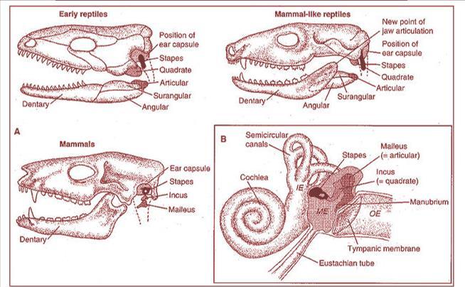 Ear bones of mammals (including human) began as reptile jaws This
