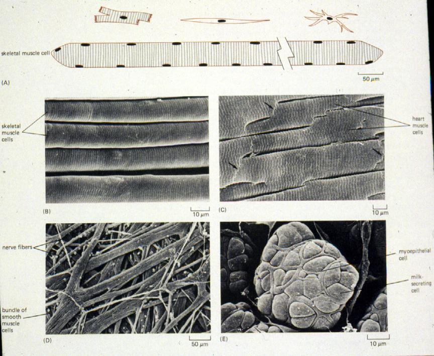 Muscle - Histological identification Skeletal muscle very long