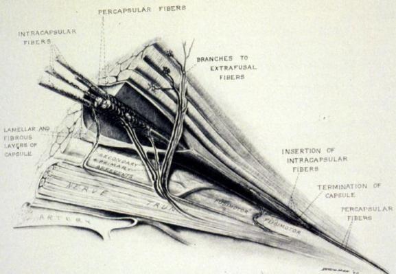 Spindle Muscle