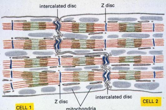 Cardiac Muscle is Striated Muscle Intercalated Disc