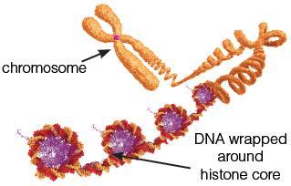 ctdna retains genetic mutations of the cancer concerned ctdna retains epigenetic modifications of the