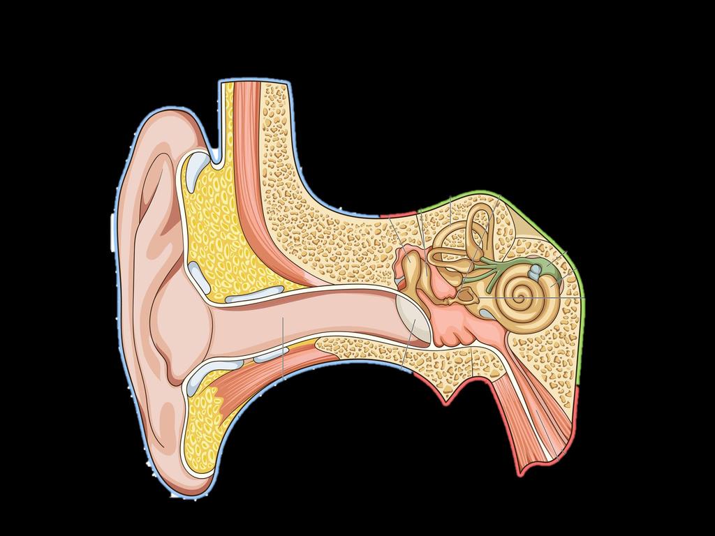 3 The Mechanic Portion Outer ear Middle ear Inner ear 3 Ear bones Transmission of the movement Vestibular System Keep your balance Cochlea Nerve Sends the sound information to the brain