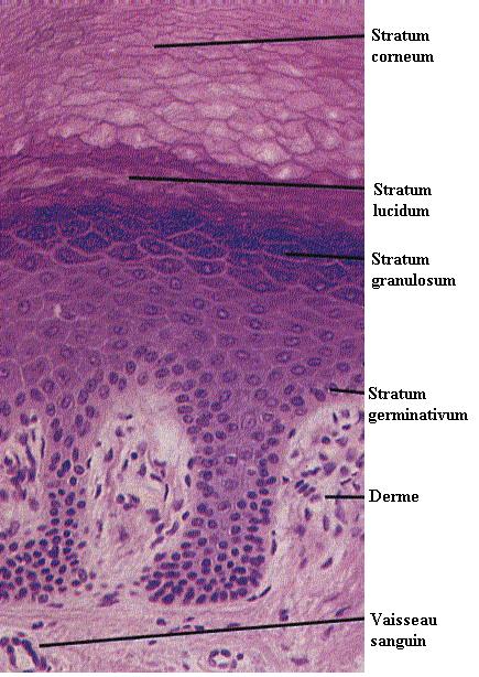Structure of the Skin Epidermis 4-5 main layers Stratum corneum