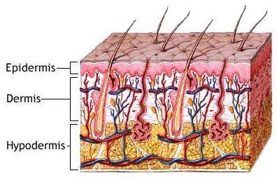 Structure of the Skin Dermis Deep to epidermis Contains Connective