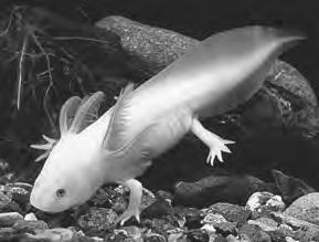 21 7. Axolotls are slow moving animals that live under water. They are sometimes called Mexican Walking Fish, but they are not fish they are amphibians.