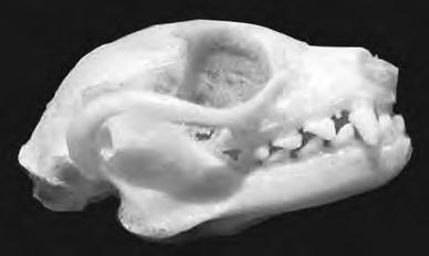 Dentition may be used to determine the feeding method of an animal.