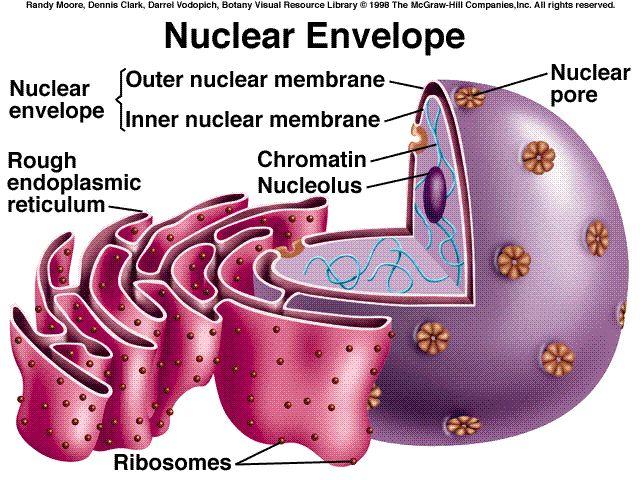 Endoplasmic reticulum & Nucleus ER function