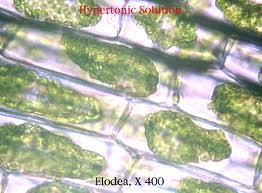 Hypotonic solution: solute concentration is greater in the cell than in the solution Cell gains water through osmosis Animal cell lyses; plant cell becomes