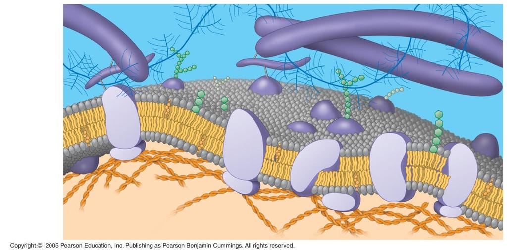 LE 5-12 1.3A.1 Cholesterol in mammalian membranes helps prevent extremes.